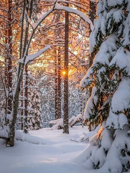 Original photo before Magical Snowfall Forest effect